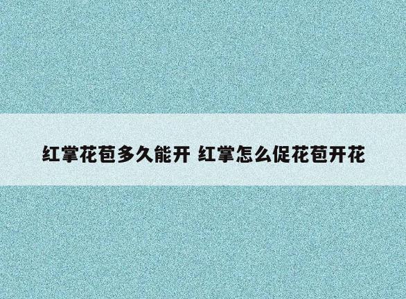 红掌花苞多久能开 红掌怎么促花苞开花