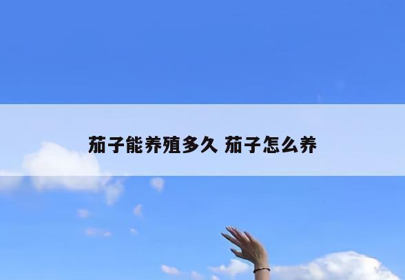 茄子能养殖多久 茄子怎么养
