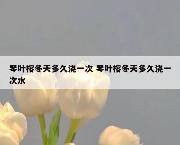 琴叶榕冬天多久浇一次 琴叶榕冬天多久浇一次水
