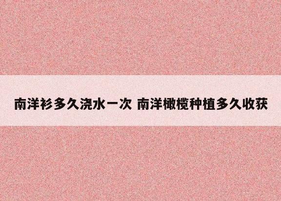南洋衫多久浇水一次 南洋橄榄种植多久收获