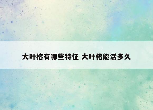 大叶榕有哪些特征 大叶榕能活多久