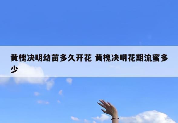黄槐决明幼苗多久开花 黄槐决明花期流蜜多少