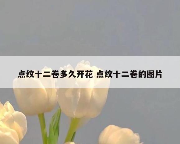 点纹十二卷多久开花 点纹十二卷的图片