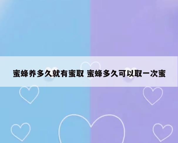 蜜蜂养多久就有蜜取 蜜蜂多久可以取一次蜜