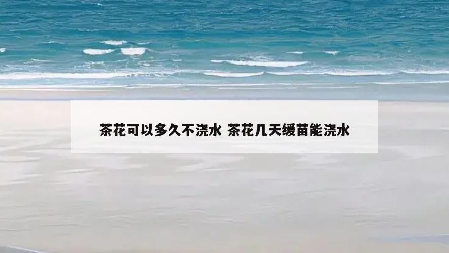 茶花可以多久不浇水 茶花几天缓苗能浇水