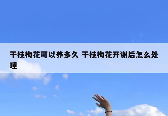 干枝梅花可以养多久 干枝梅花开谢后怎么处理