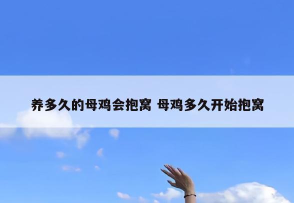 养多久的母鸡会抱窝 母鸡多久开始抱窝