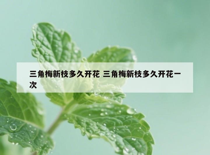 三角梅新枝多久开花 三角梅新枝多久开花一次