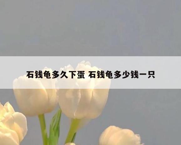 石钱龟多久下蛋 石钱龟多少钱一只