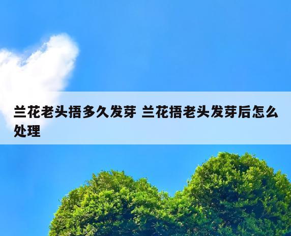 兰花老头捂多久发芽 兰花捂老头发芽后怎么处理