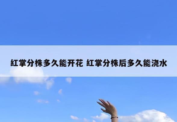 红掌分株多久能开花 红掌分株后多久能浇水