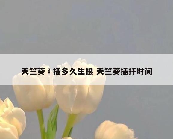 天竺葵扞插多久生根 天竺葵插扦时间