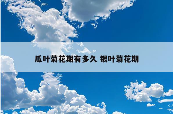 瓜叶菊花期有多久 银叶菊花期