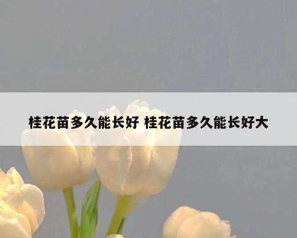 桂花苗多久能长好 桂花苗多久能长好大