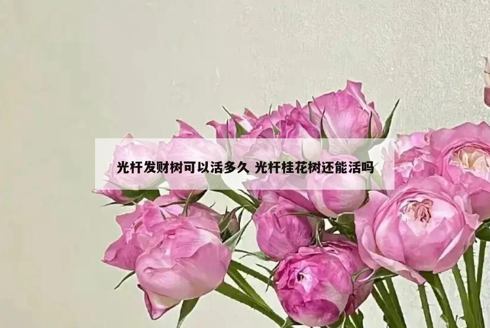 光杆发财树可以活多久 光杆桂花树还能活吗