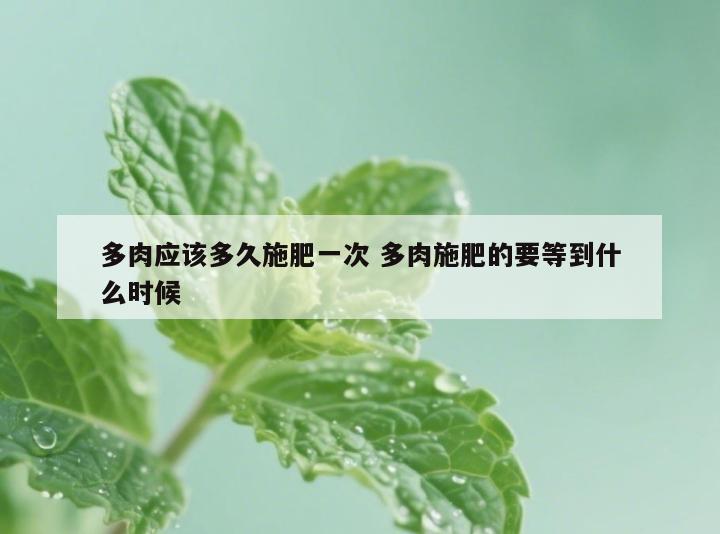 多肉应该多久施肥一次 多肉施肥的要等到什么时候