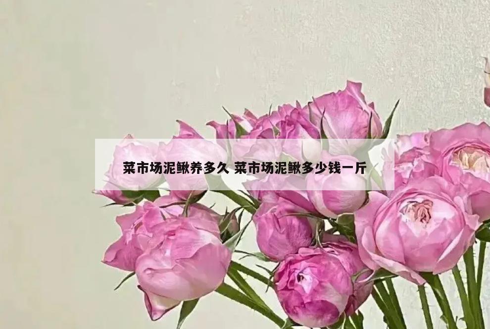 菜市场泥鳅养多久 菜市场泥鳅多少钱一斤