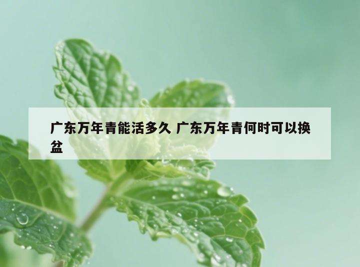 广东万年青能活多久 广东万年青何时可以换盆