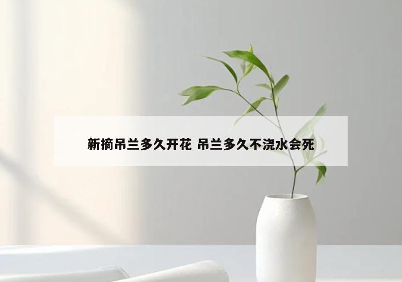 新摘吊兰多久开花 吊兰多久不浇水会死
