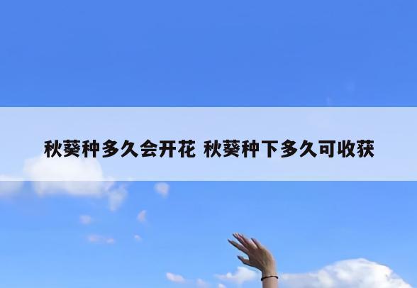 秋葵种多久会开花 秋葵种下多久可收获
