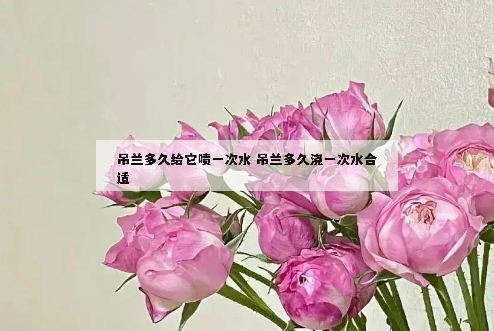 吊兰多久给它喷一次水 吊兰多久浇一次水合适