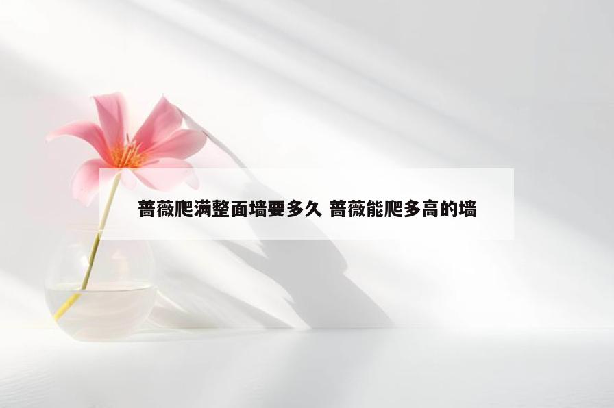 蔷薇爬满整面墙要多久 蔷薇能爬多高的墙